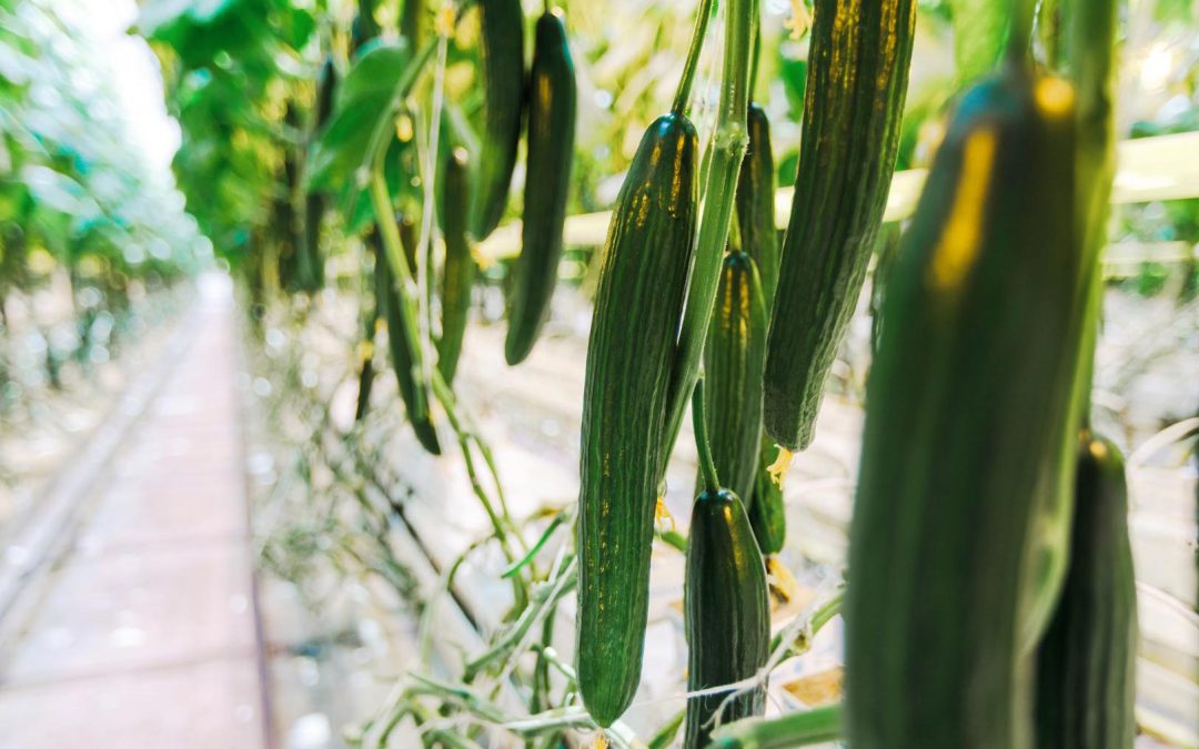 Puhdasta, kotimaista ruokaa Karjalohjalla