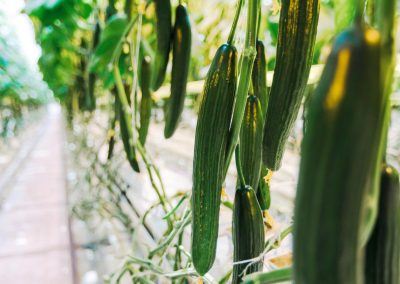 Puhdasta, kotimaista ruokaa Karjalohjalla