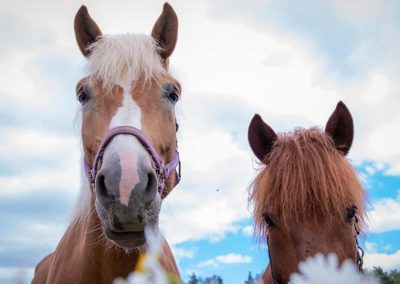 Yksilöllistä ratsastusopetusta kaikenikäisille