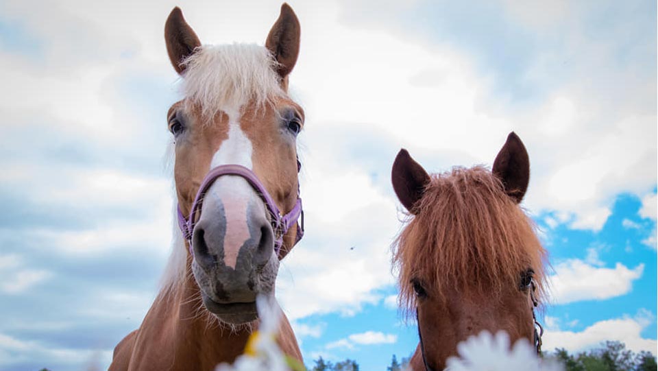 Yksilöllistä ratsastusopetusta kaikenikäisille