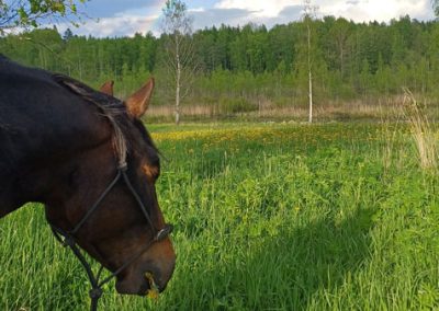 Maastokävely hevosten kanssa