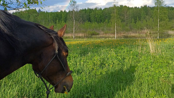 Maastokävely hevosten kanssa